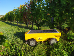Vitirover Autonomous Industrial Mower